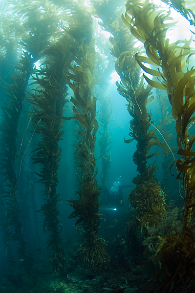 jon-in-kelp.jpg