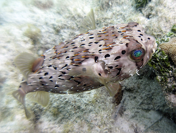 Balloonfish (Diodon holocanthus)