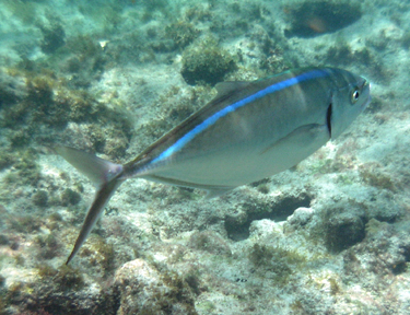 Barjack (Caranx ruber)