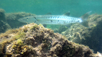 Barracuda (Sphyraena barracuda)