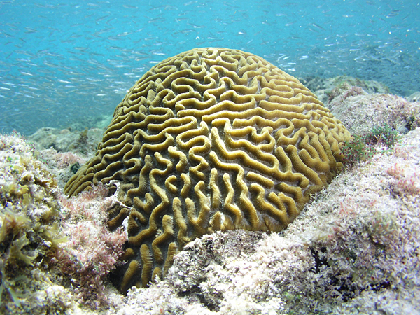 Brain coral (Colpophyllia natans)