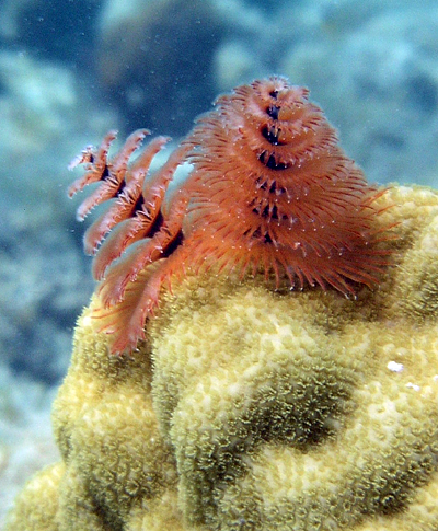 Christmas tree worms (Spirobranchus giganteus)