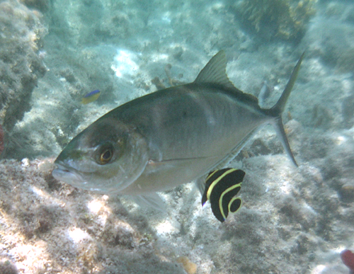 Barjack being cleaned by French angelfish