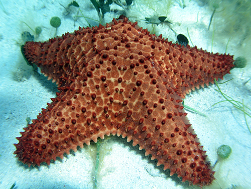 Cushion sea star (Oreaster reticulatus)