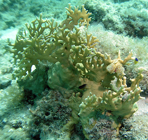 Branching fire coral (Millepora alcicornis)