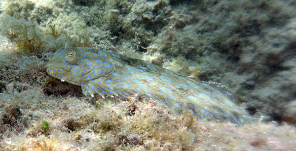 Peacock flounder (Bothus lunatus)