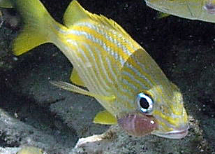 French grunt (Haemulon flavolineatum) with isopod parasite