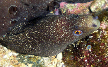 Moray eel