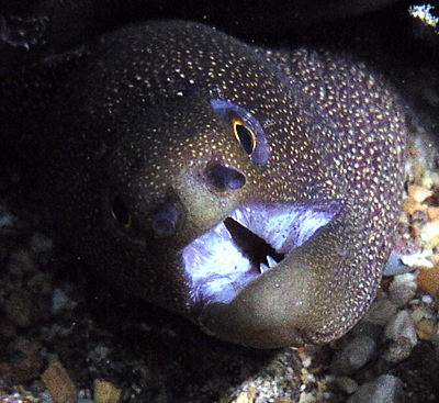 Moray eel