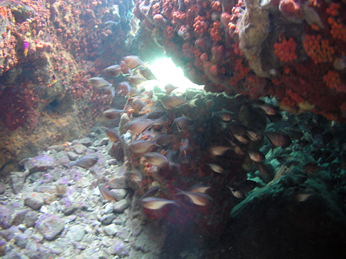 The Caves, Norman Island