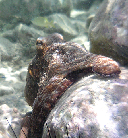 Octopus (Octopus vulgaris)