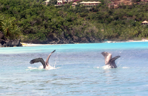 Pelicans