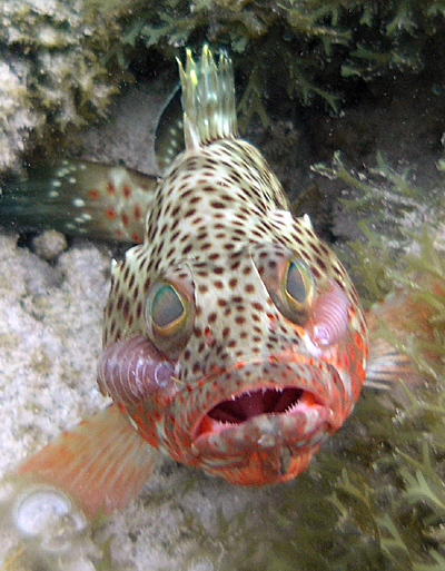 Red hind (Epinephelus guttatus)