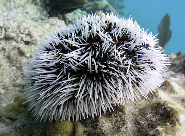 West Indian sea egg (Tripneustes ventricosus)