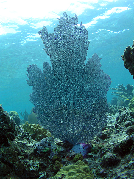 Sea fan (Gorgonia ventalina)