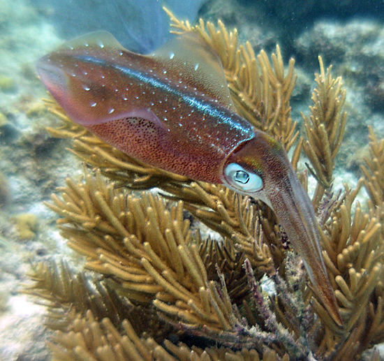 Caribbean reef squid (Sepioteuthis sepioidea)