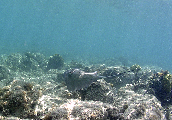 Southern stingray (Dasyatis americana)