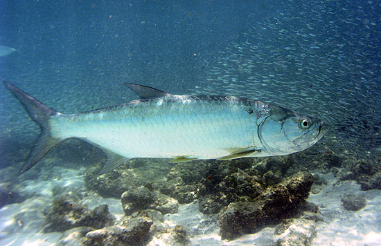 Tarpon (Megalops atlanticus)