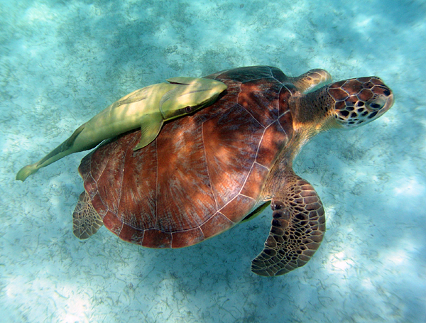 Turtle with sharksucker