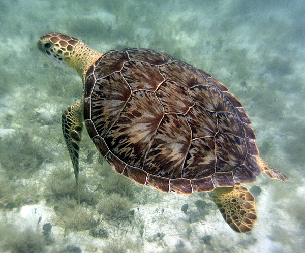 Sea turtle