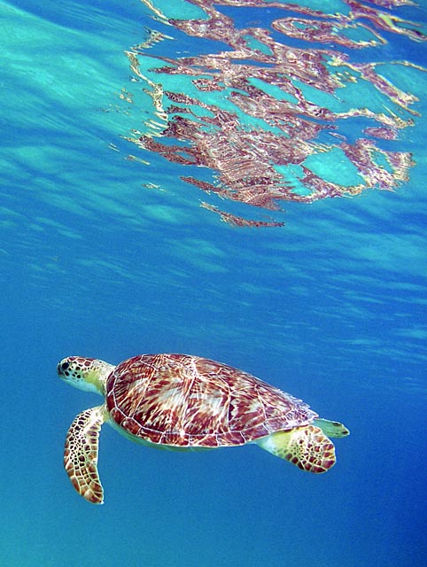 Sea turtle